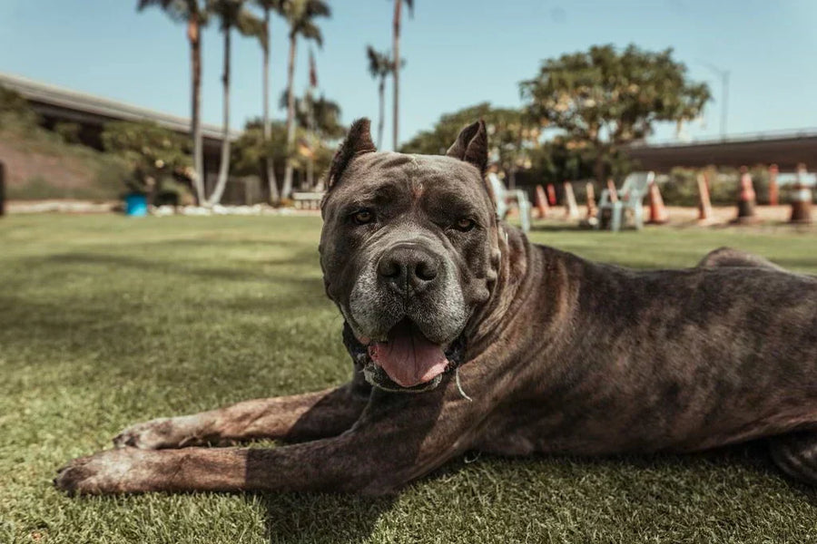 The Best Harness for Rottweilers, GSDs, Cane Corsos & Other Strong Breeds