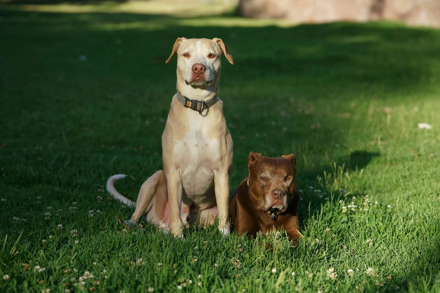 Collar vs. Harness: What’s Safer for Strong or Reactive Dogs?