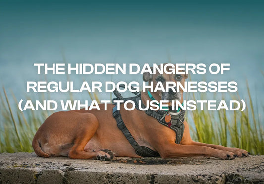 The Hidden Dangers of Regular Dog Harnesses (and What to Use Instead)