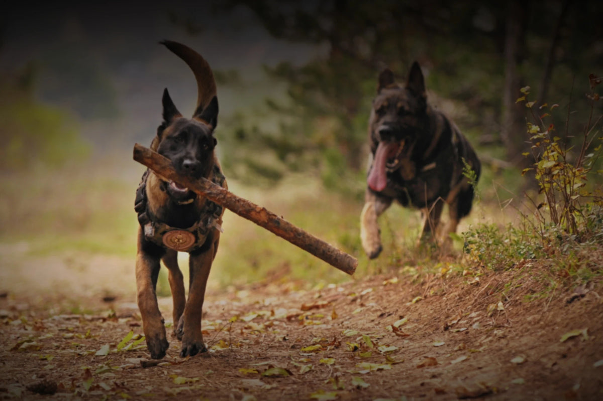 Desktop Banner Image