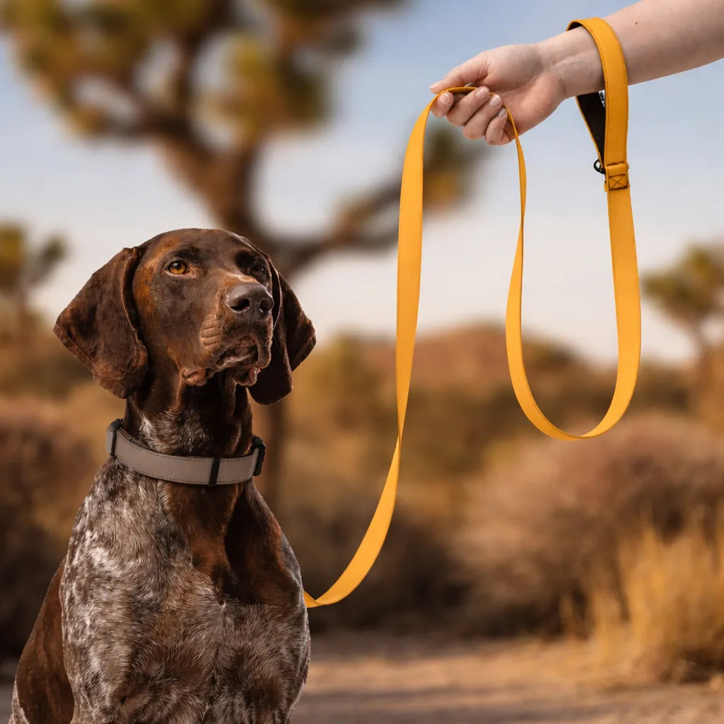 FIELD LEASH