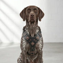 Gladiator Harness