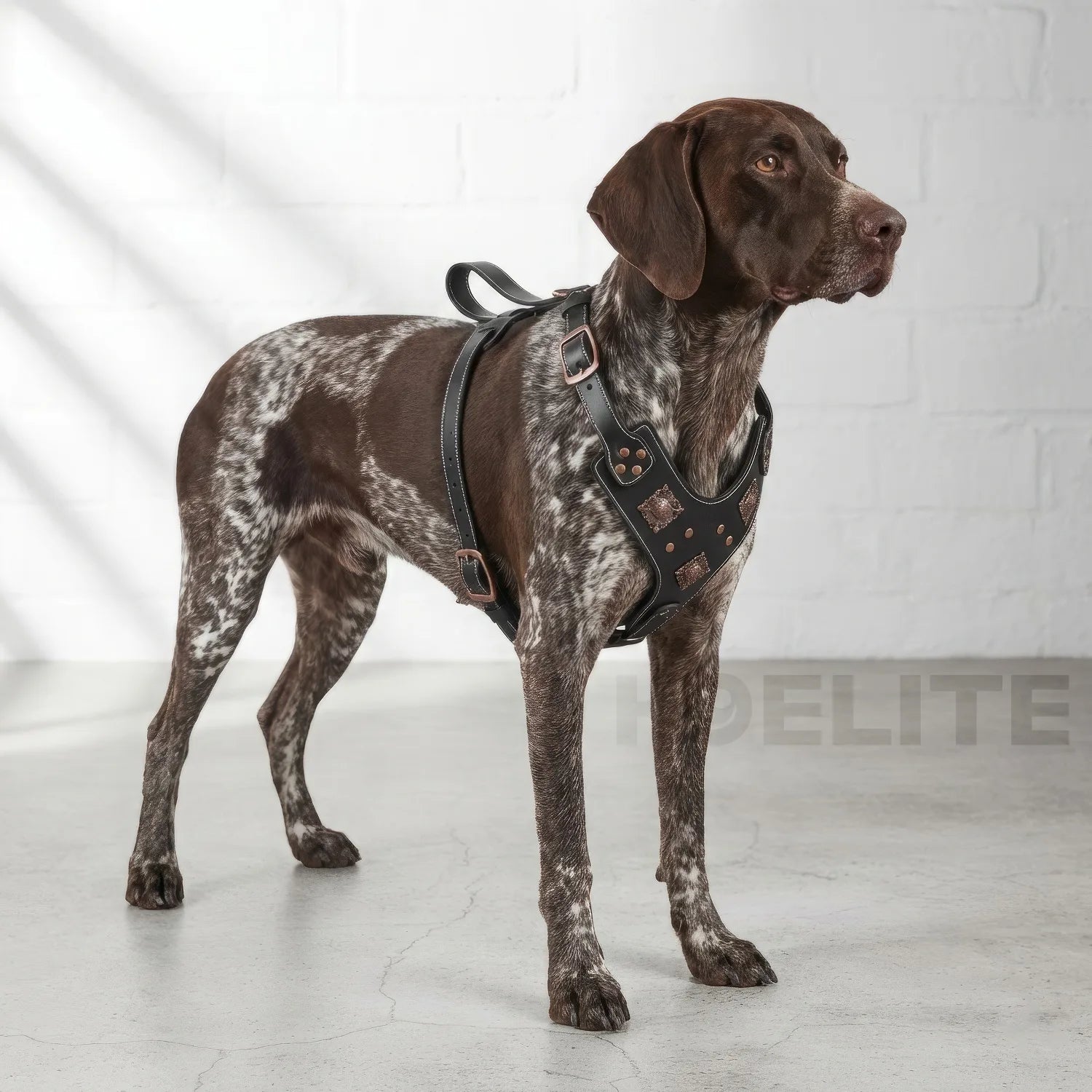 Gladiator Harness