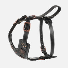 Gladiator Harness