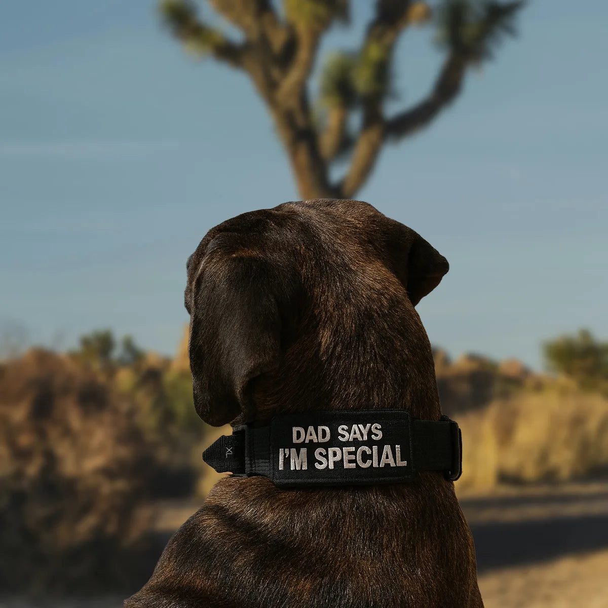 Command Collar