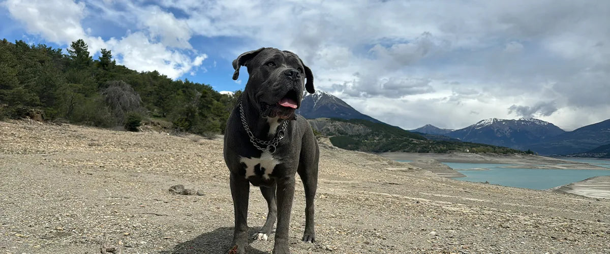 Desktop Banner Image